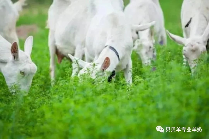 一起來走進(jìn)貝貝羊純羊配方的營養(yǎng)世界~